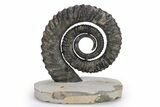 Early Devonian Ammonoid (Anetoceras) - Tazarine, Morocco #251159-1